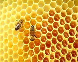 Органичен пчелен мед