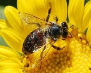 Пчеларство - един печеливш бизнес