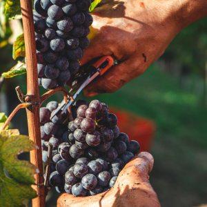 От 16-ти май земеделските стопани в лозаро-винарския сектор кандидатстват за финансова помощ по мярка Застраховане на реколтата